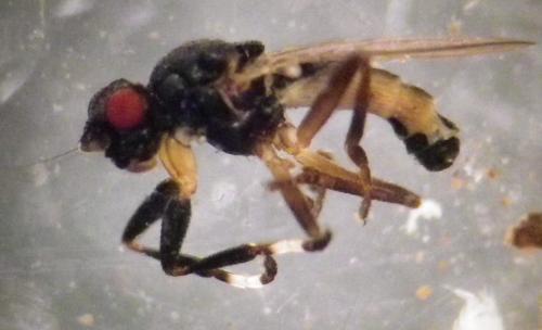 Réf. 272 148 : Sphaerocera monilis